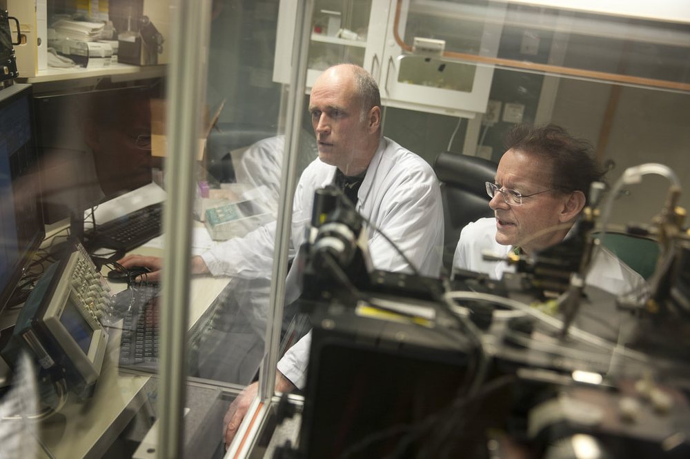 Renade insulinproducerande betaceller